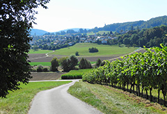 landschaft-240x164